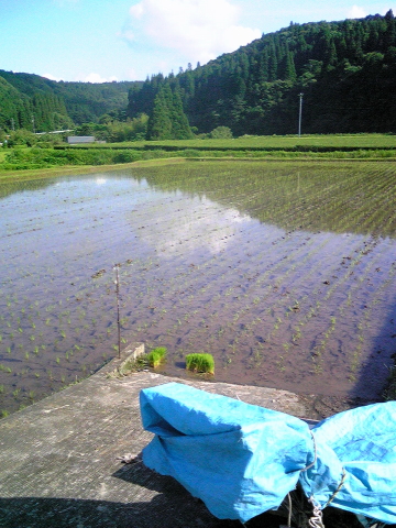田植え 20110622